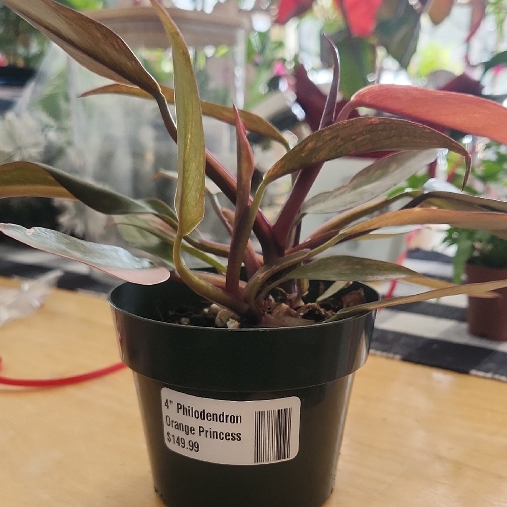 Philodendron Orange Princess Plant
